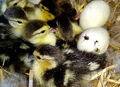 Инкубаторы для уток