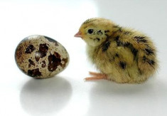 Инкубаторы для перепелов